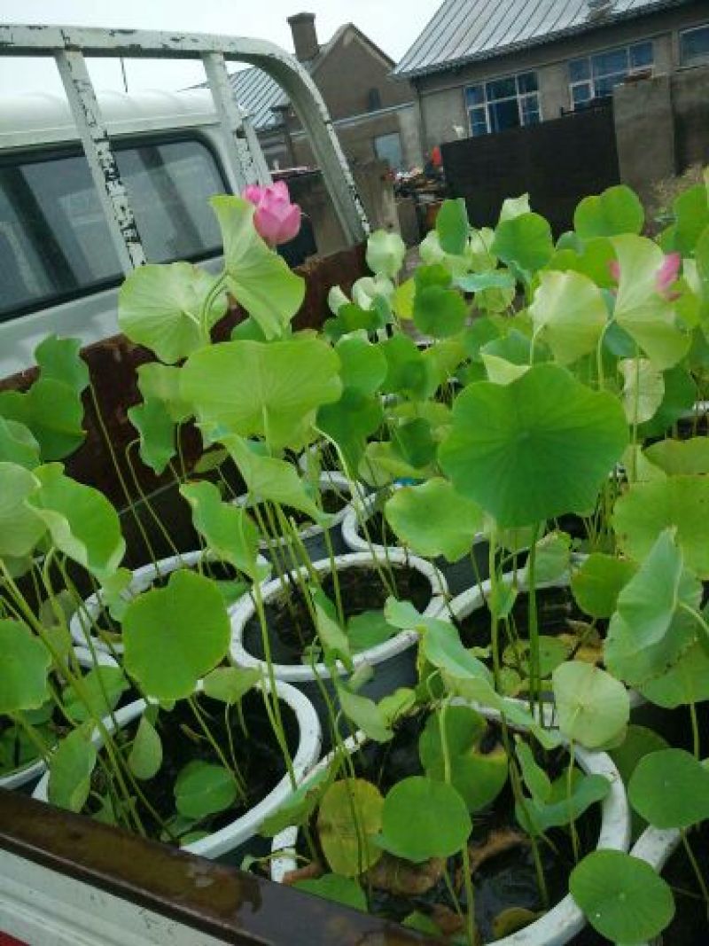 荷花60cm以上