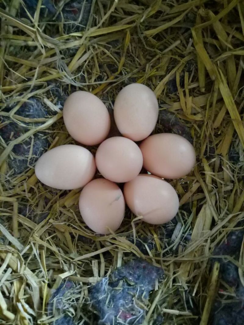 土鸡蛋食用50g以下