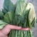 名门菠菜