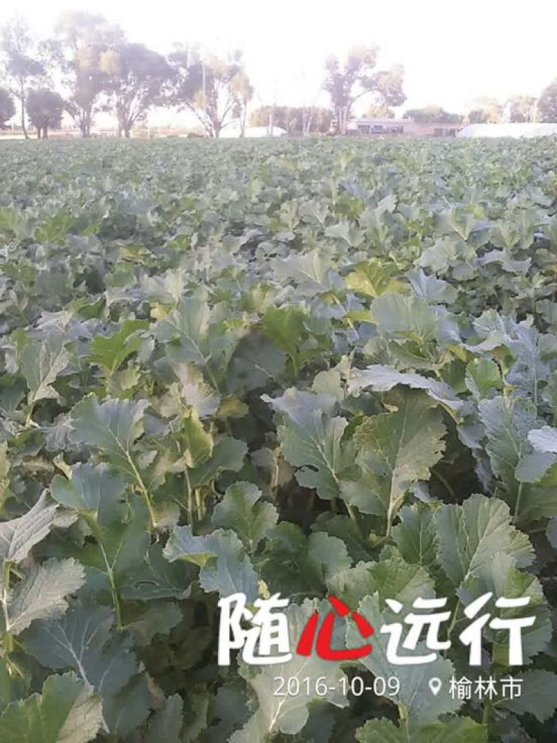 白萝卜