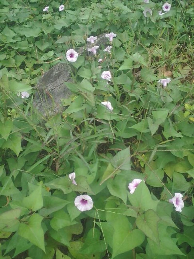 紫薯红心2两以下
