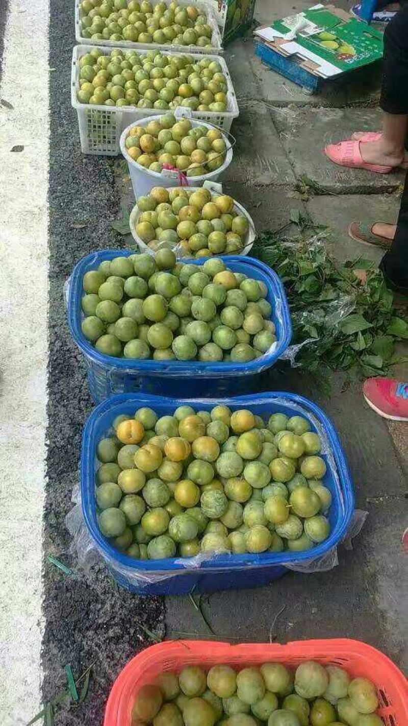 李子树苗免费提供种植技术指导
