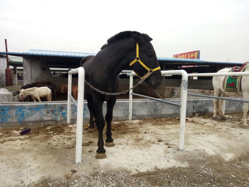 蒙古马400~500kg