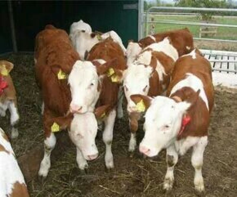 鲁西黄牛犊100~200kg