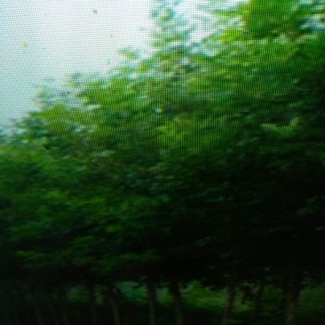 速生白蜡8~10cm6~8cm