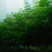 速生白蜡8~10cm6~8cm