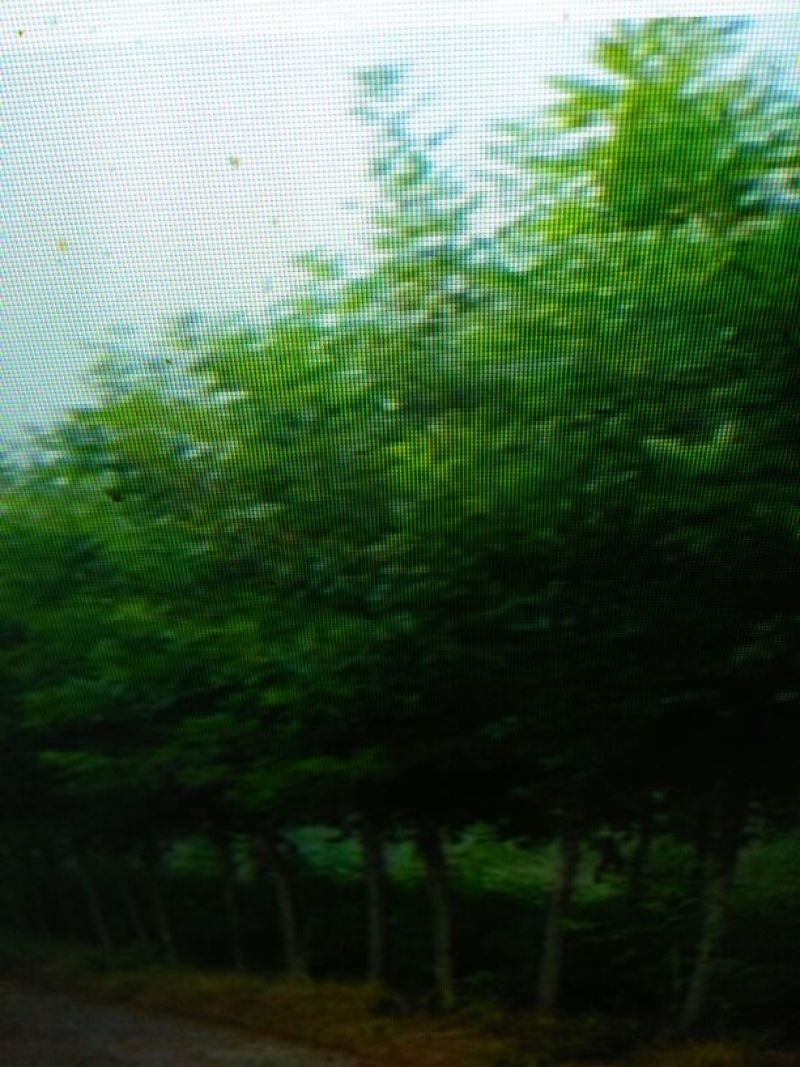 速生白蜡8~10cm6~8cm