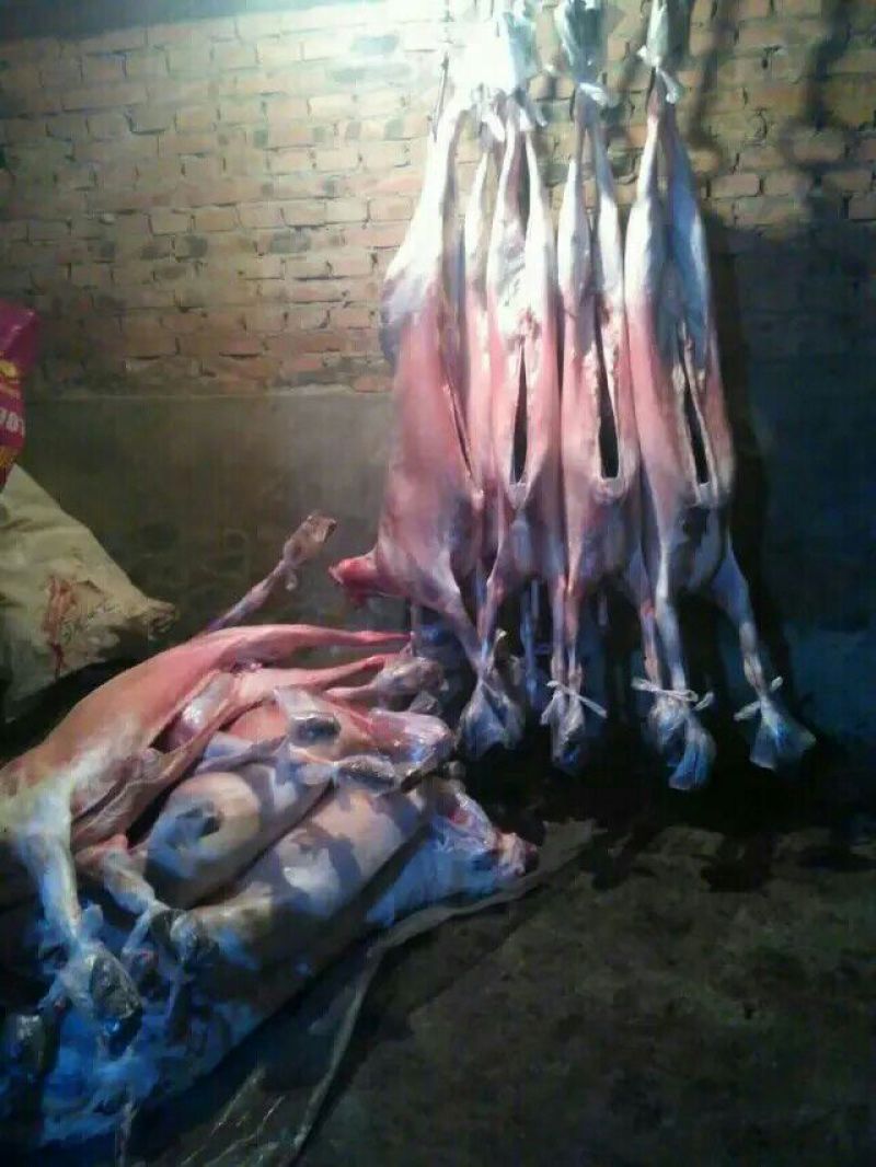 羊肉山羊肉否