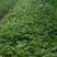 丰香草莓苗20~30cm脱毒苗根系发达无病虫害易成活