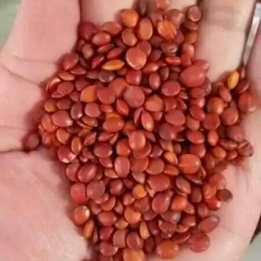 晋酸3号药用酸枣仁。播种用精酸枣仁机选统货