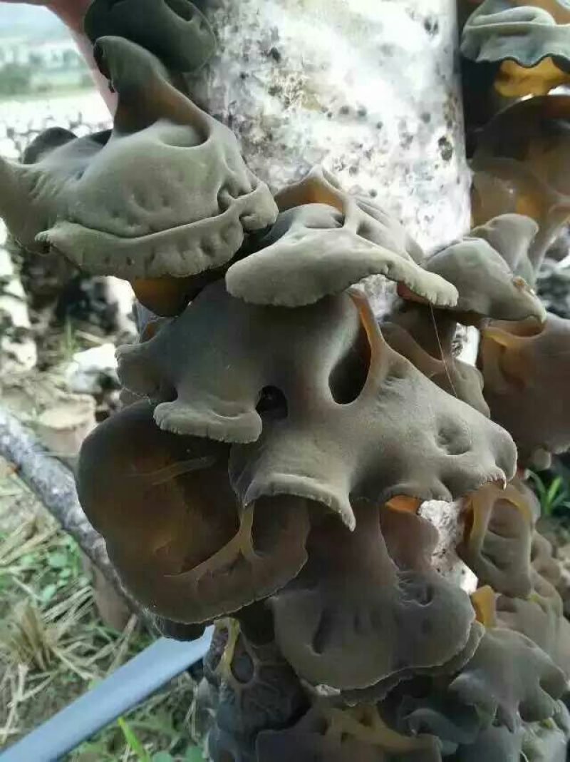 黑木耳一级