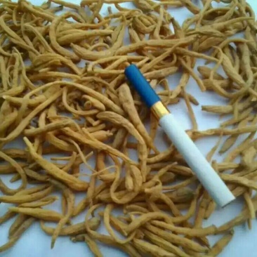 太子参