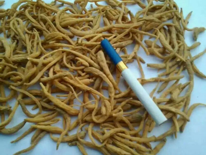 太子参