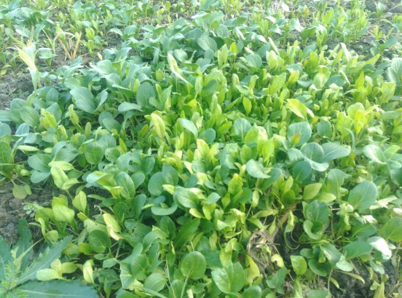 大叶菠菜15~20厘米