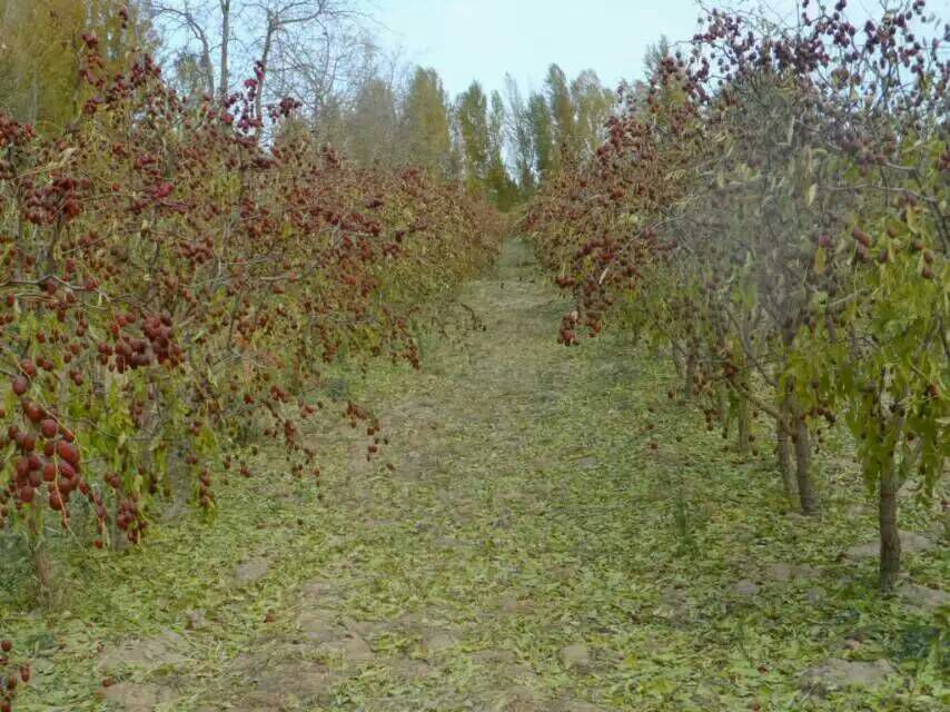 新疆阿克苏地区秋季灰枣丰收景象,农民正在手工采摘成熟的灰枣,树枝上挂满深红色果实,背景为雪山融水形成的灌溉渠,土地为沙质壤土,环境洁净无污染 阿克苏灰枣果园秋季丰收场景