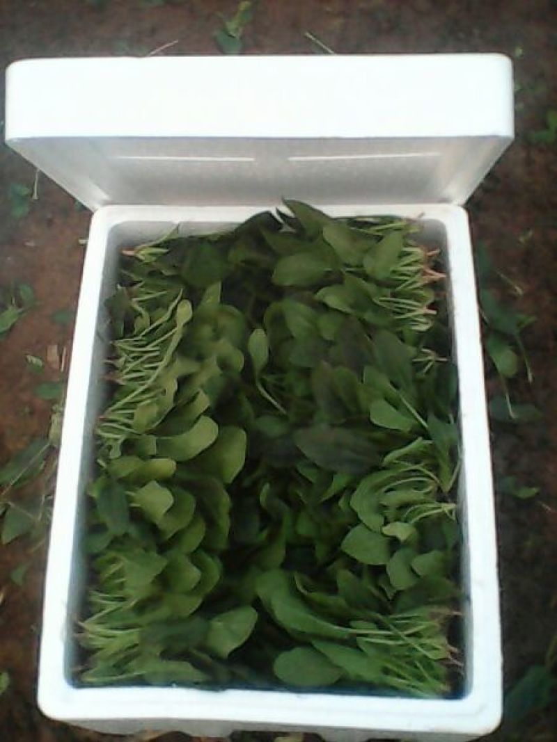 名门菠菜