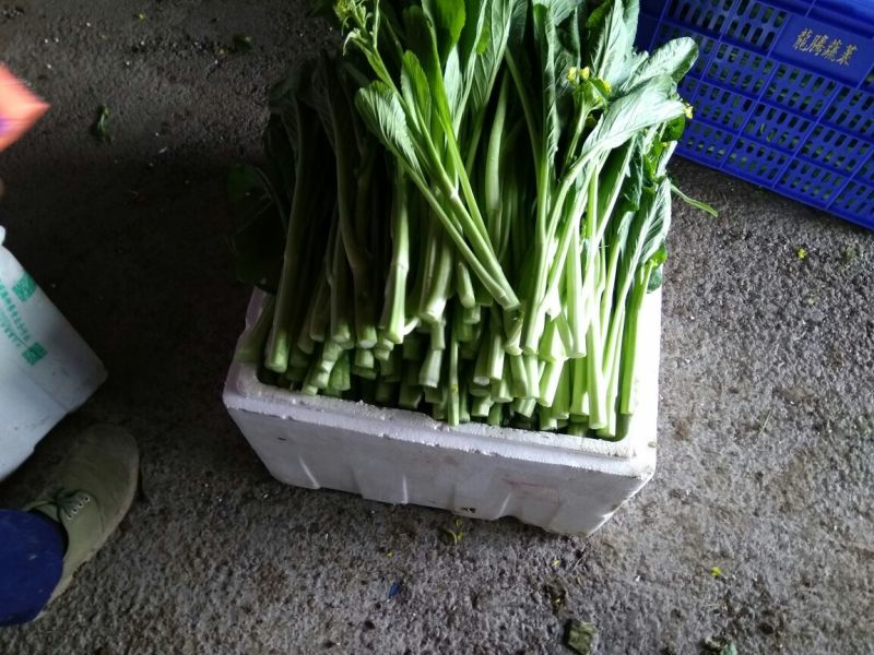 菜苔