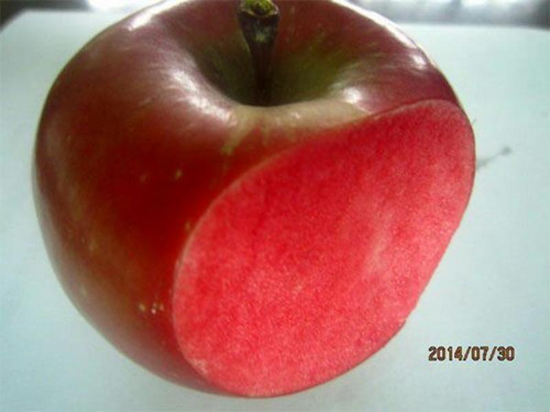 红肉苹果树苗树型好，口感脆