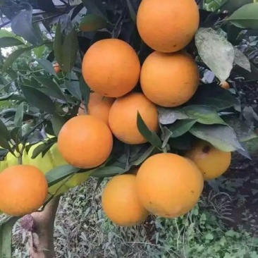 冰糖橙