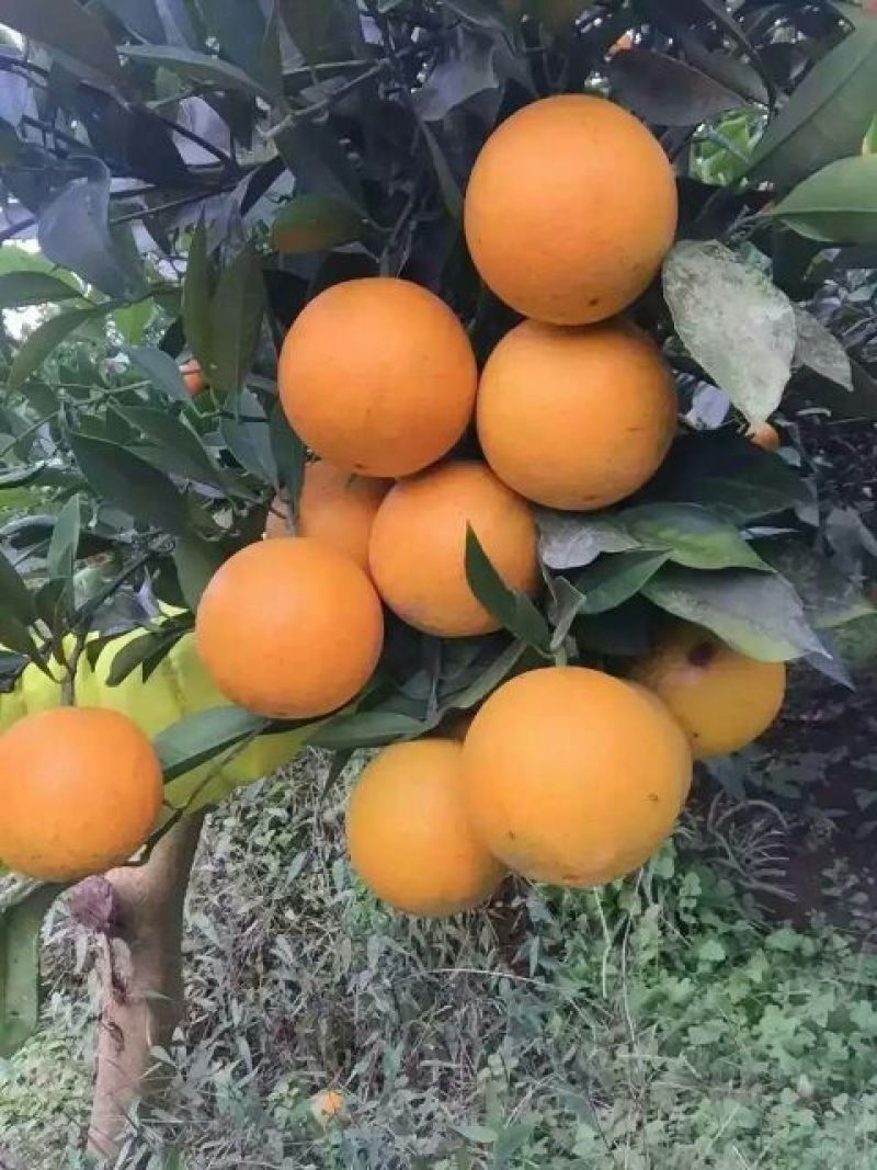 冰糖橙