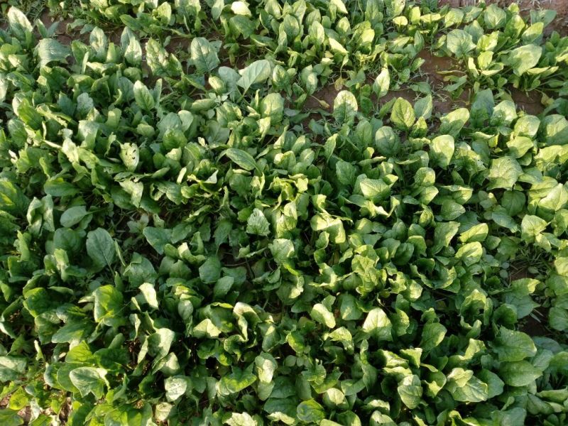 越冬菠菜20~25厘米
