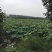 生态甲鱼
