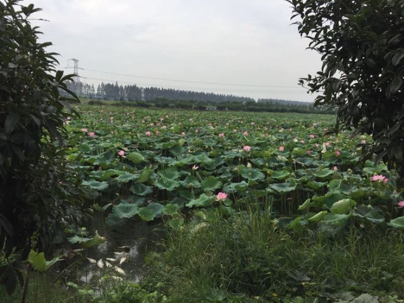 生态甲鱼
