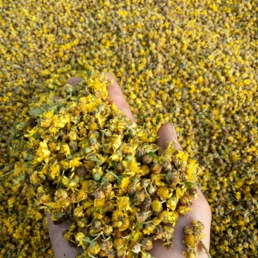 野菊花