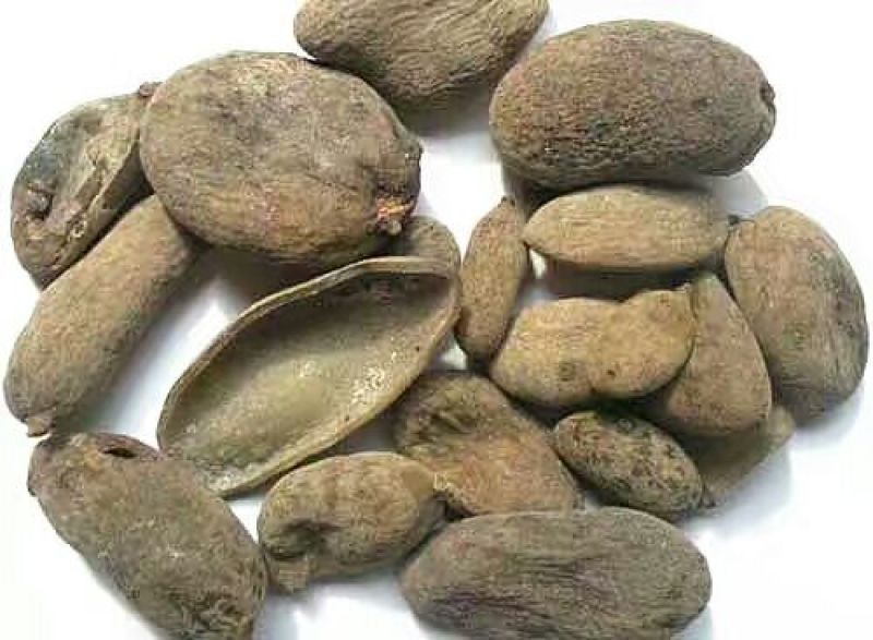 盐肤木，又叫五倍子树苗，纯野生苗，耐存活，耐运输，电联