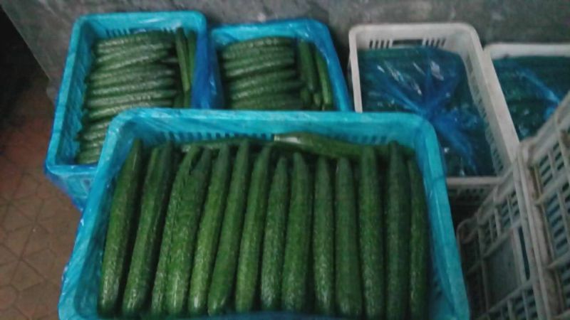 密刺黄瓜鲜花带刺25公分以上质量好价格低视频看货等您来电