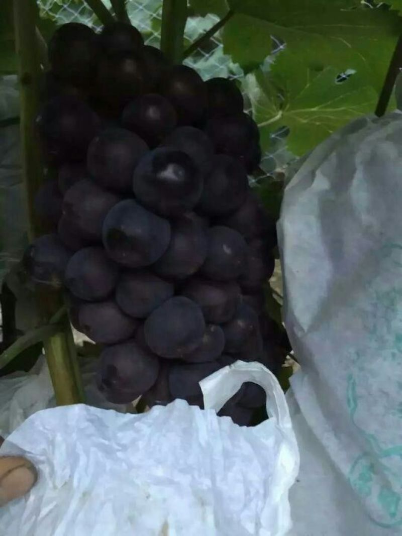 葡萄酒
