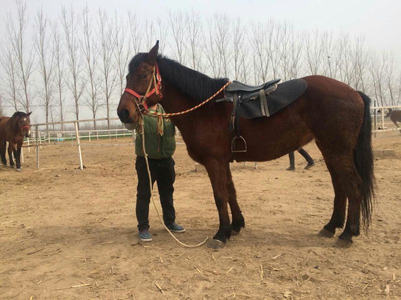 肉马100~200kg