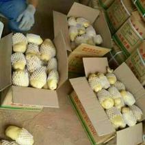 荷兰十五土豆3两以上，黄心土豆质量好一亩田诚信供应商