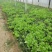 大叶菠菜15~20厘米