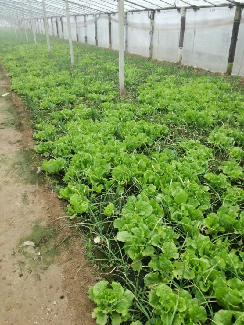 大叶菠菜15~20厘米