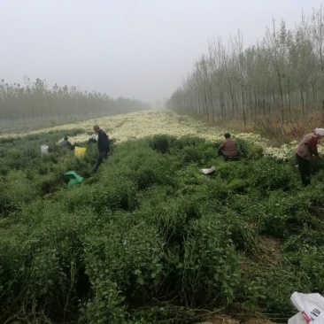 杭州白菊袋装