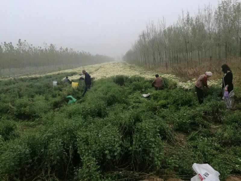 杭州白菊袋装