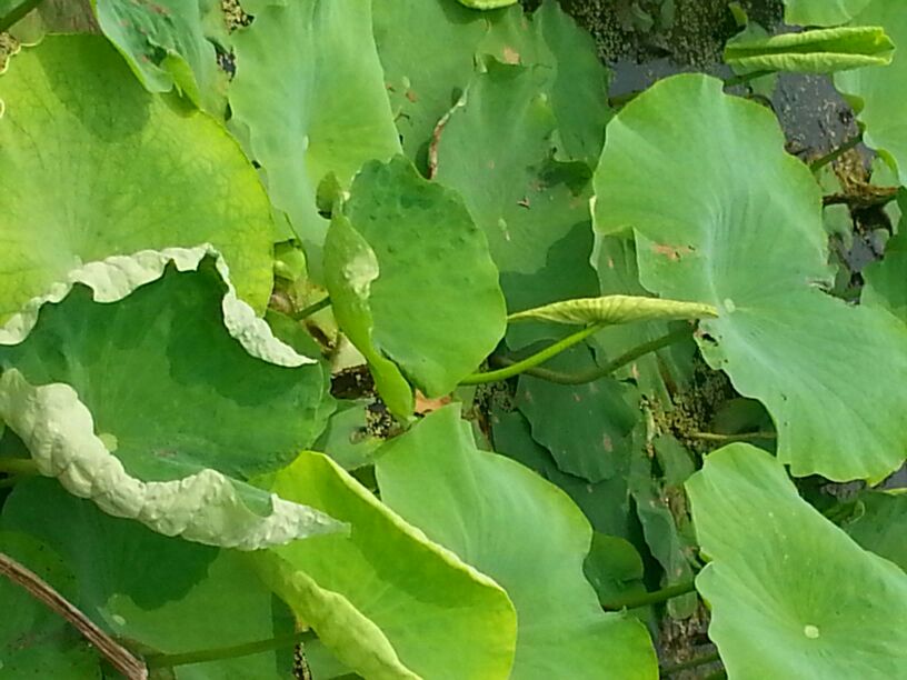 河南南阳市唐河县莲藕 7~9厘米 10~15厘米以上