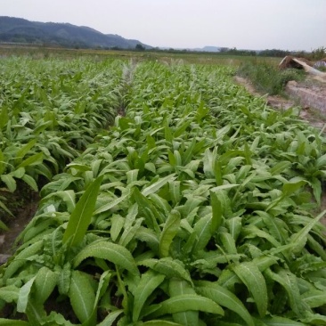 油麦菜30~35厘米以上