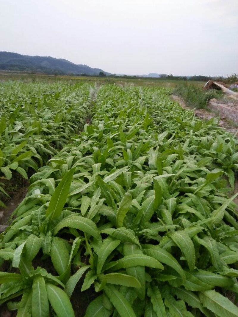 油麦菜30~35厘米以上