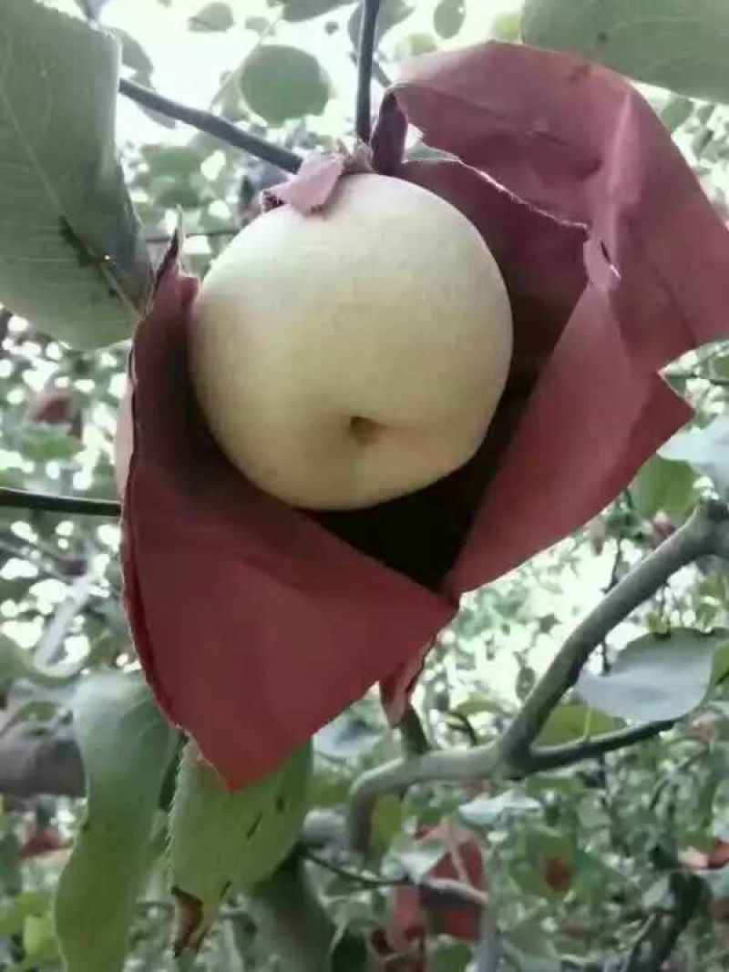酥梨纸箱