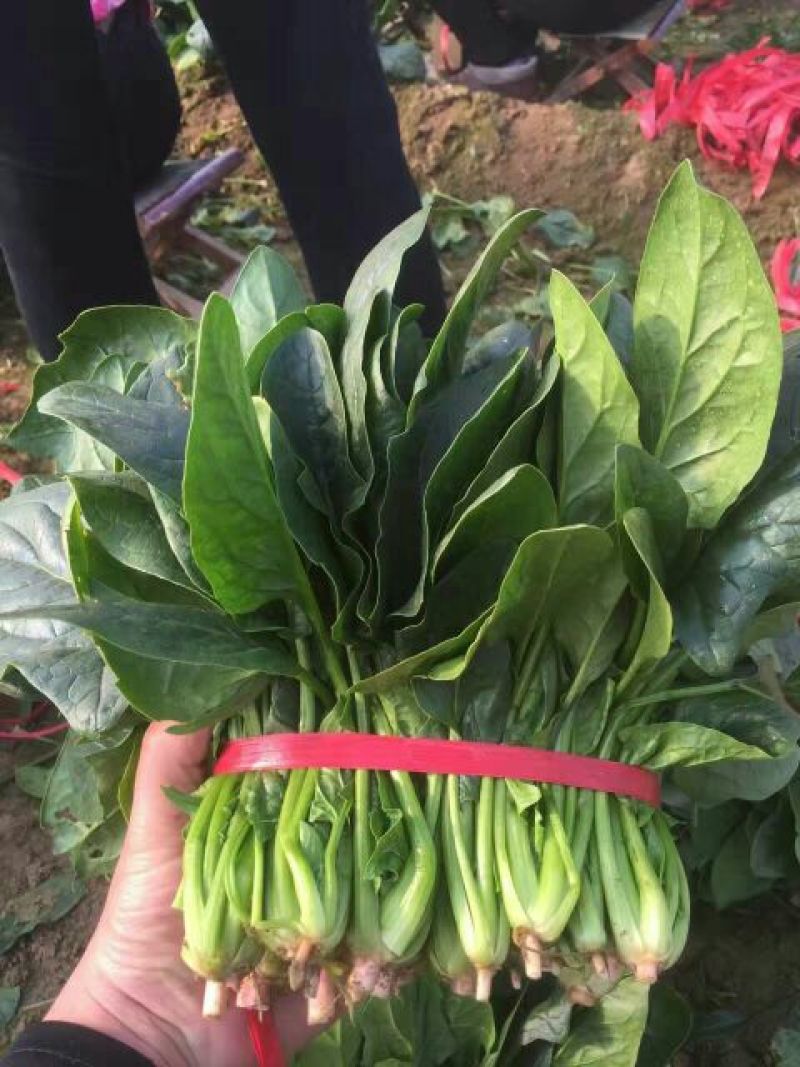 【大叶菠菜】产地直供现摘现发实力代收脆嫩货量充足品质保证