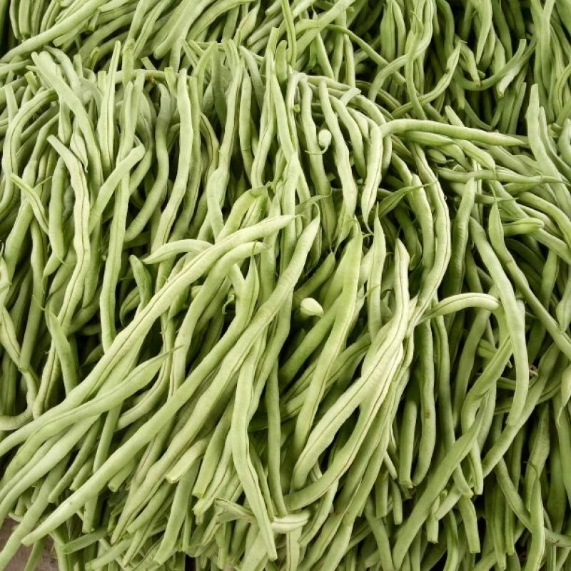 芸豆四季豆大量上市中万亩基地
