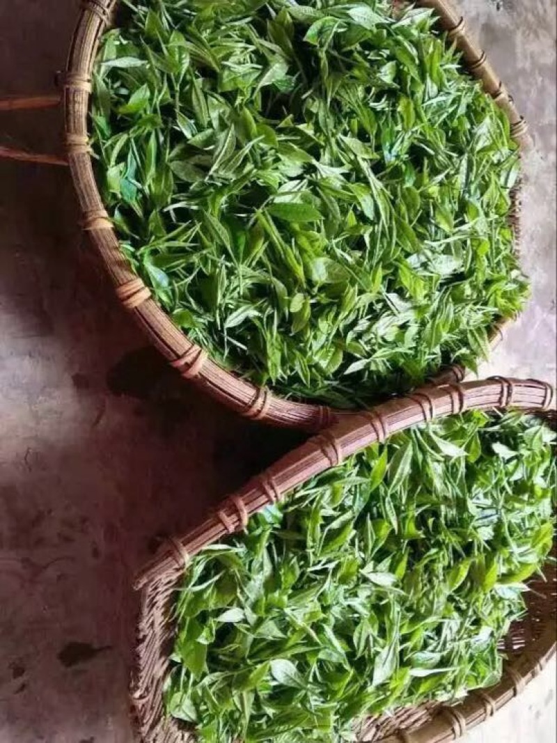 普洱绿茶