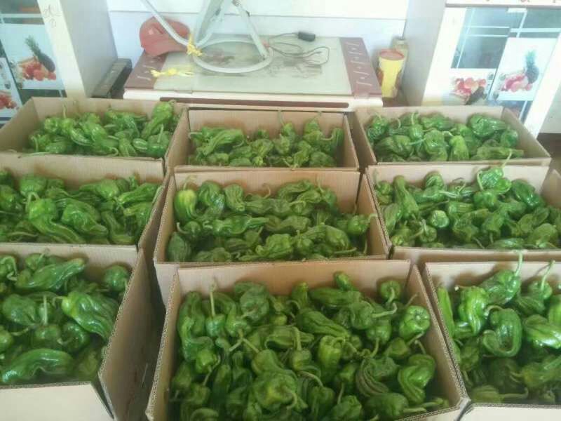 芜湖椒10~15厘米青
