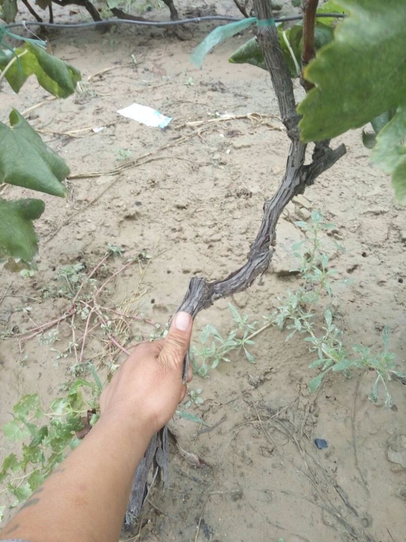 葡萄苗3年110~150cm