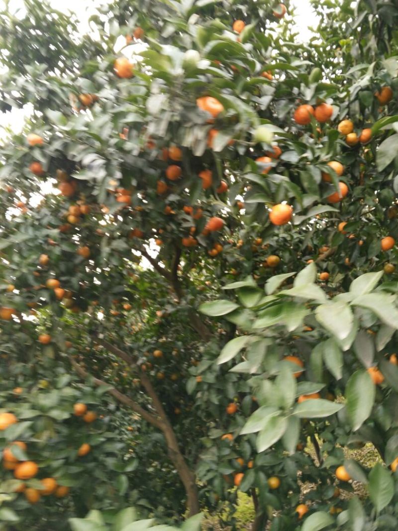 荔浦沙糖桔