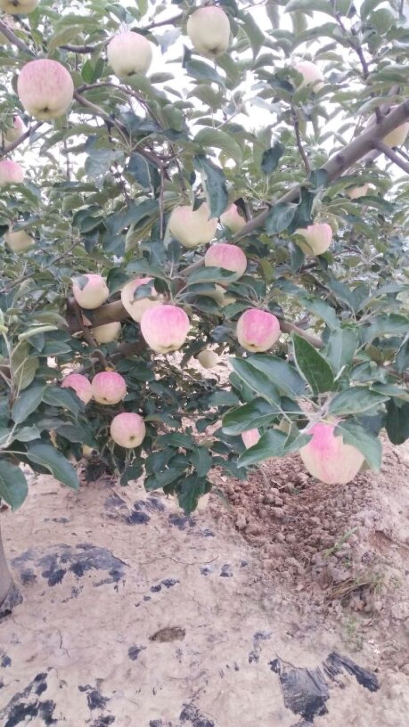 新世界苹果纸袋