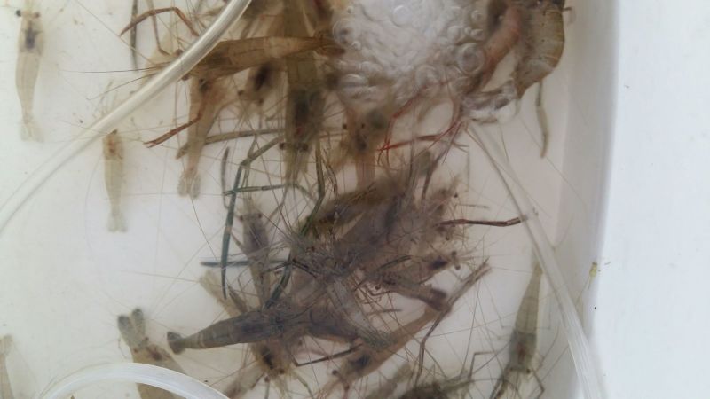 河虾活虾26~30只/kg