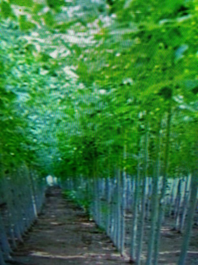 速生白蜡8~10cm6~8cm